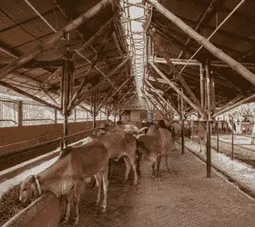 गाय